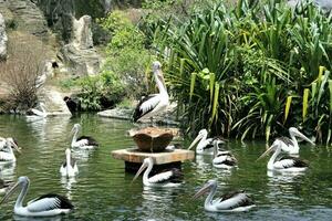 gregge di pellicani nel il zoo foto