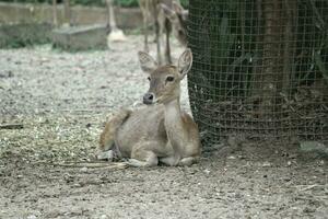 mandria di cervo nel il zoo con animali tema foto