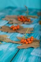 Rowan frutti di bosco su disidratato acero le foglie. foto