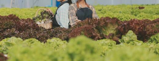 contadino coltivare salutare nutrizione biologico insalata verdure nel idroponica agribusiness azienda agricola. foto