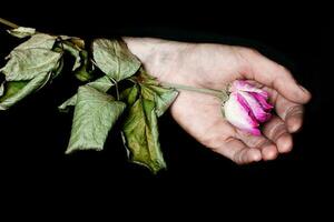 disidratato fiore su un' umano palma. foto