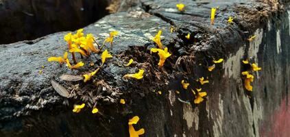 dacryopinax spathularia o unico a forma di spatola gelatina fungo, giallo fungo, giallo piccolo fungo, gelatina fungo specie quello prospera su legna dopo il pioggia. foto