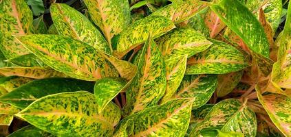 aglaonema fiore, aglaonema interno pianta, bellissimo fiori giardino. struttura di aglaonema come un' le foglie sfondo. foto