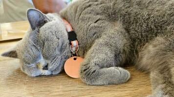 addormentato grigio gatto su il di legno pavimento. adorabile animale domestico. carino animale foto