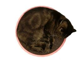 tranquillo gatto dorme su letto arricciato nel un' cerchio foto