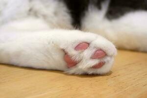 gatto addormentato su il di legno pavimento mostrando il le dita dei piedi. foto