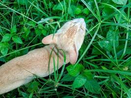 un' gatto chi era nel un' cespuglio con molte di erbacce per mangiare erba foto