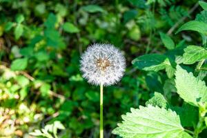 bellissimo selvaggio in crescita fiore seme dente di leone su sfondo prato foto