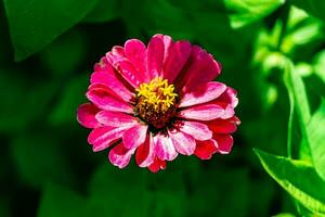 bellissimo selvaggio in crescita fiore zinnia elegans su sfondo prato foto