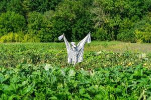 spaventapasseri spaventoso in giardino scoraggia gli uccelli affamati foto