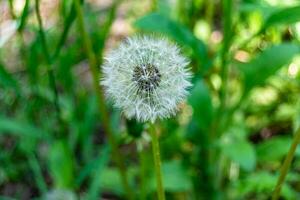 bellissimo selvaggio in crescita fiore seme dente di leone su sfondo prato foto