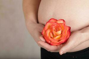 giovane incinta donna mantiene naturale rosa fiorire vicino per sua gonfiarsi. foto