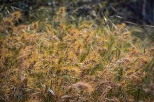 selvaggio erba, asciutto giallo erba con rosso insetto concetto foto. foto