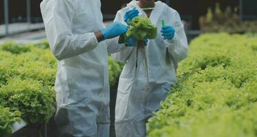 Due asiatico agricoltori ispezionando il qualità di biologico verdure cresciuto utilizzando idroponica. foto