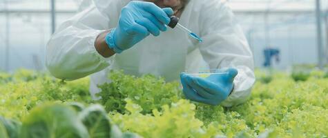 Due asiatico agricoltori ispezionando il qualità di biologico verdure cresciuto utilizzando idroponica. foto