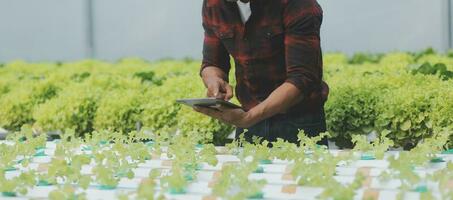 biologico azienda agricola ,lavoratore analisi e raccogliere ambiente dati a partire dal bok choy biologico verdura a serra azienda agricola giardino. foto