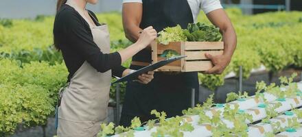 biologico azienda agricola ,lavoratore analisi e raccogliere ambiente dati a partire dal bok choy biologico verdura a serra azienda agricola giardino. foto