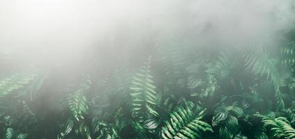 giardino verticale con foglia verde tropicale con nebbia e pioggia tono scuro