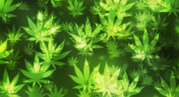sfondo sfocato di marijuana verde foto