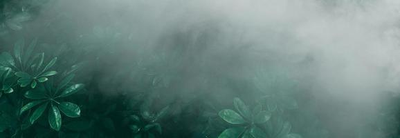 giardino verticale con foglia verde tropicale con nebbia e pioggia tono scuro foto