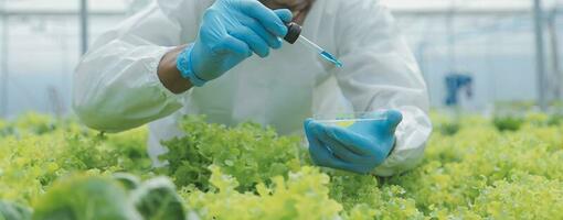 femmina scienziato l'esame un' impianti nel serra azienda agricola. scienziati Tenere attrezzatura per ricerca pianta nel biologico azienda agricola. qualità controllo per idroponica verdura azienda agricola. foto