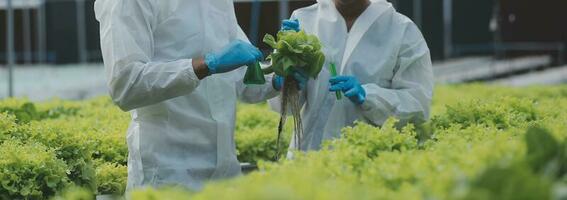 femmina scienziato l'esame un' impianti nel serra azienda agricola. scienziati Tenere attrezzatura per ricerca pianta nel biologico azienda agricola. qualità controllo per idroponica verdura azienda agricola. foto