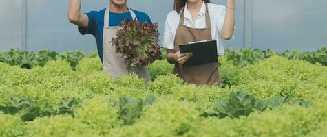 ricercatori nel idroponica verdura giardini siamo raccolta campioni per test verdure cresciuto a partire dal ricerca acqua e l'esame il acqua Usato per in crescita idroponica verdure su il azienda agricola. foto