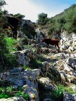 mucche a piedi su il montagna foto