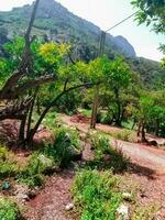 passeggiare lungo il sereno sentiero nel campagna foto