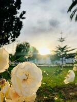 fiore fioritura per un' bellissimo mattina foto