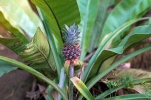 ananas lucido, curagua esso è un ornamentale albero quello sembra piace un' ananas ma è tanto più piccolo. A volte chiamato mini ananas, nano ananas. morbido e selettivo messa a fuoco. foto