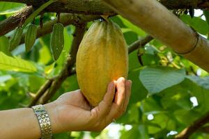 un' cacao contadino detiene il cacao frutta nel il suo mano per dai un'occhiata il qualità di il produrre. morbido e selettivo messa a fuoco. foto