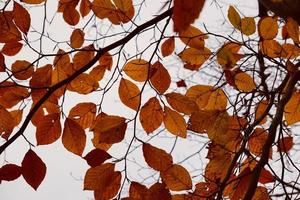 foglie di albero marrone nella stagione autunnale foto