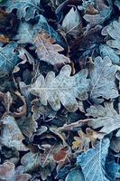 foglie marroni secche gelide nella stagione invernale foto