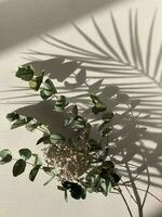 ombra o silhouette su un' bianca strutturato parete a partire dal difficile luce del sole e palma le foglie foto