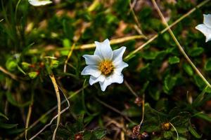 Dryas octopetala fiore foto