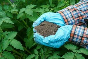 avvicinamento mani indossa blu guanti, detiene suolo, verde verdura le foglie sfondo. concetto, insetto suolo qualità. biologico agricoltura, uso naturale fertilizzanti con impianti. foto