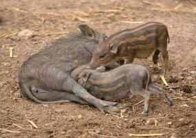 selvaggio cinghiale alimentazione loro bambino foto