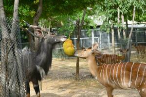 animale arricchimento nel zoo foto