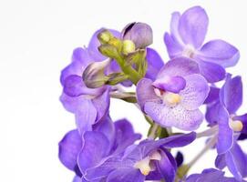 bellissimo fioritura orchidea isolato foto