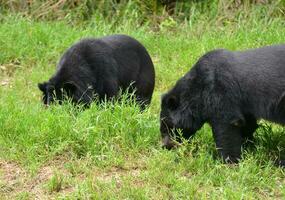 orso nero asiatico foto