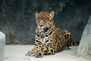 giaguaro panthera onca foto