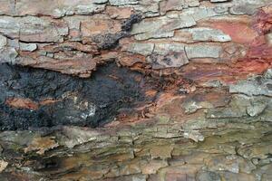 fuoco legna albero abbaiare struttura foto