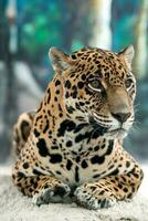 giaguaro panthera onca foto