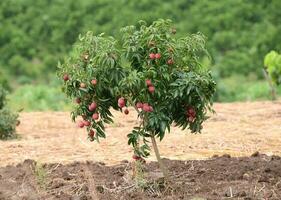 fresco lichi su albero foto