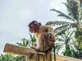 adorabile giovane scimmia delizioso vista. carino animale foto