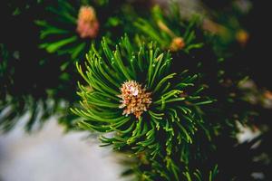 pigne su un albero di pino foto