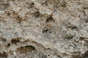 struttura di sedimentario calcare roccia con conchiglie foto