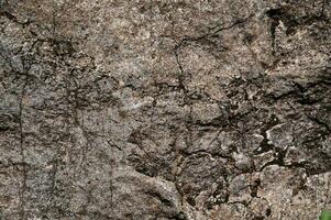 sfondo con il struttura di calcolo, conchiglia roccia o arenaria. per vicino foto