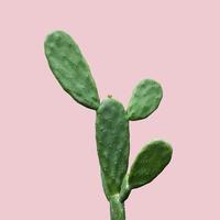 cactus isolato su sfondo rosa estate minima con tracciato di ritaglio foto